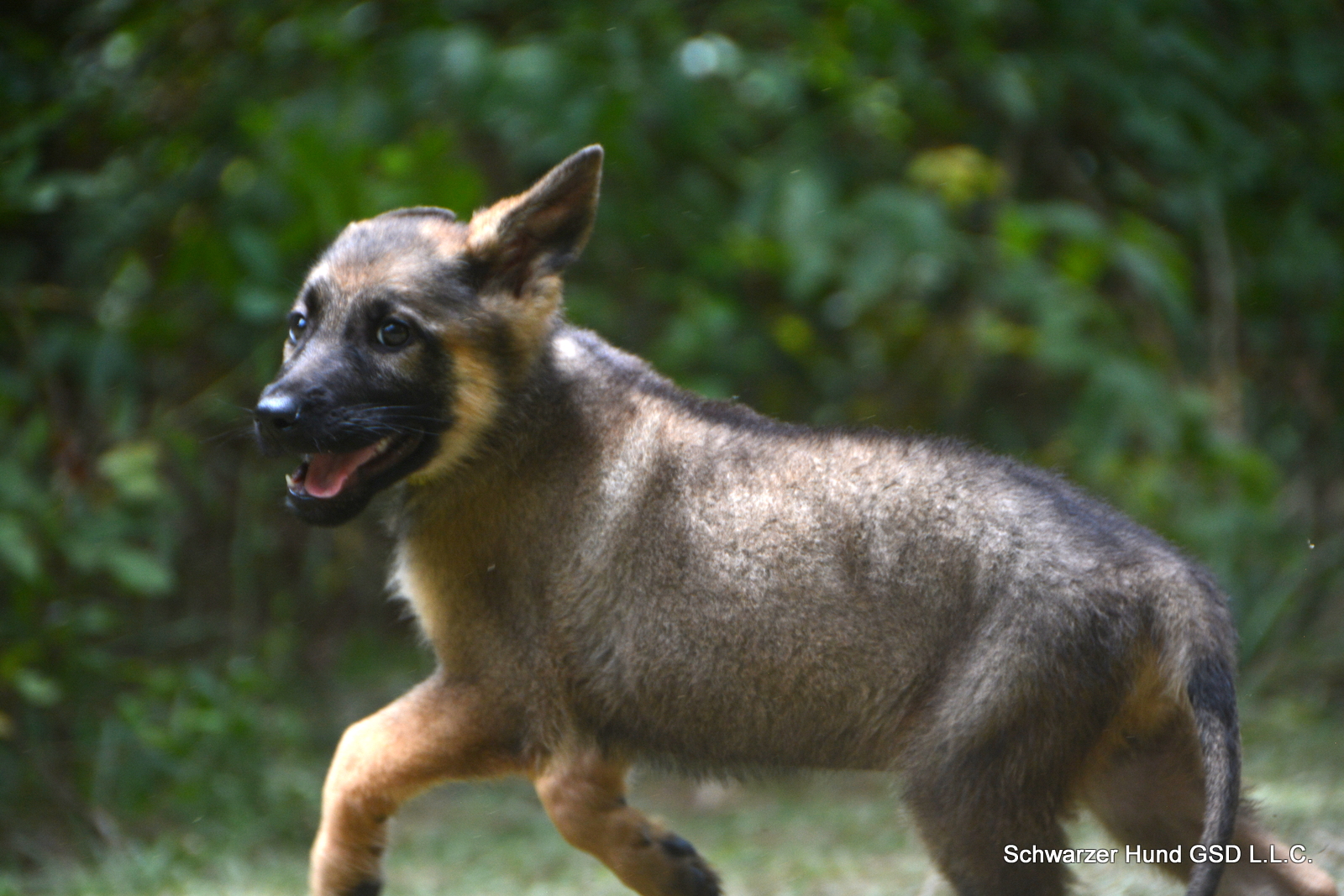 Sable German Shepherd Puppy for Sale