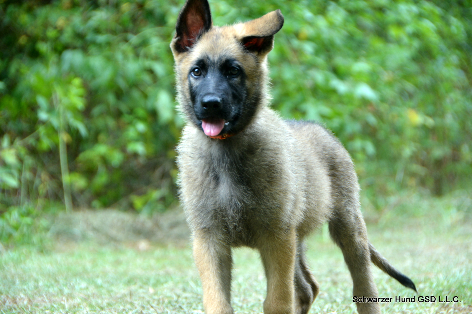 Male Sable German Shepherd Puppy for Sale